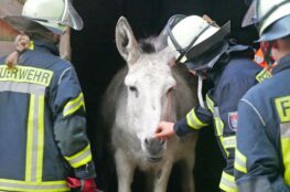 Feuerwehr übt Tierrettung