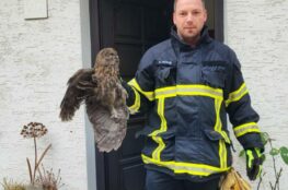 Gerettete Eule mit Feuerwehrmann