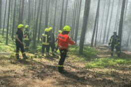 Feuerwehrleute bei Waldbrand