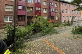 Baum auf Oberleitung