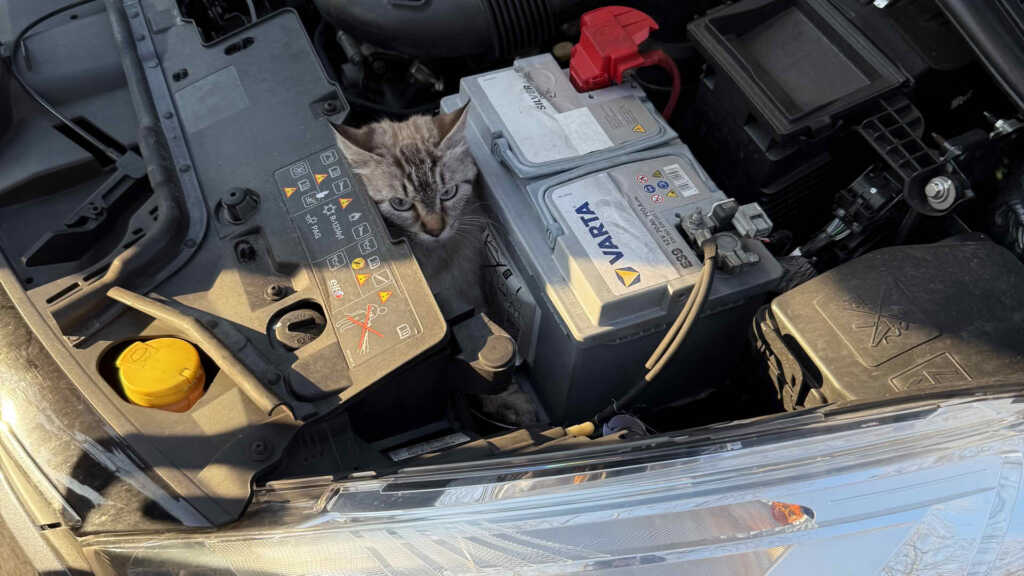 Ein Katzenköpfchen schaut zwischen Batterie und Kühler heraus