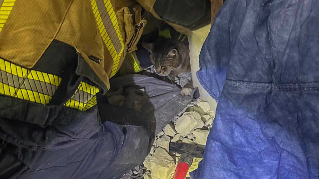 Die Katze konnte vorsichtig befreit werden
