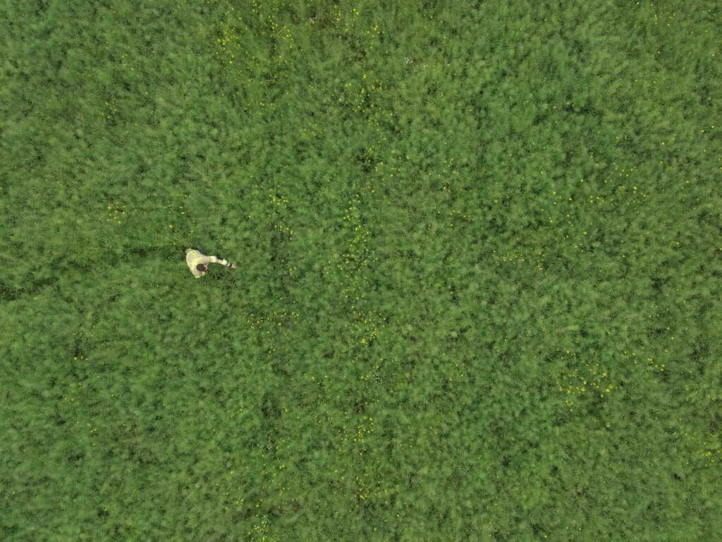 Suche nach geschwächtem Hund im Rapsfeld