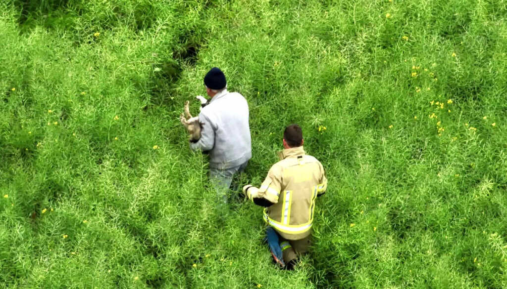 Suche nach geschwächtem Hund im Rapsfeld