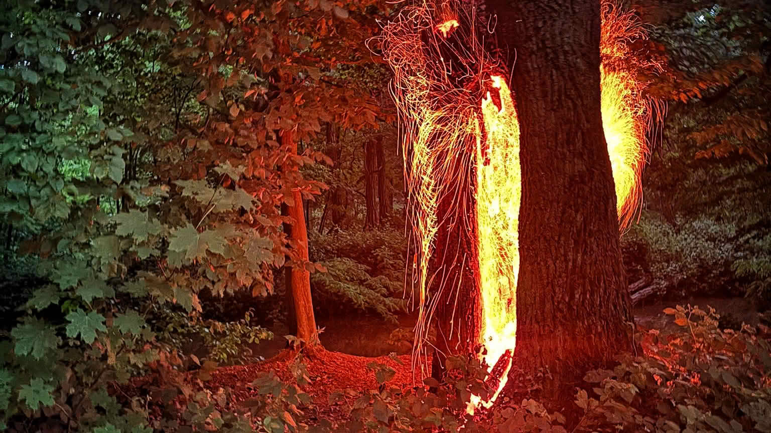 Brennender Baum