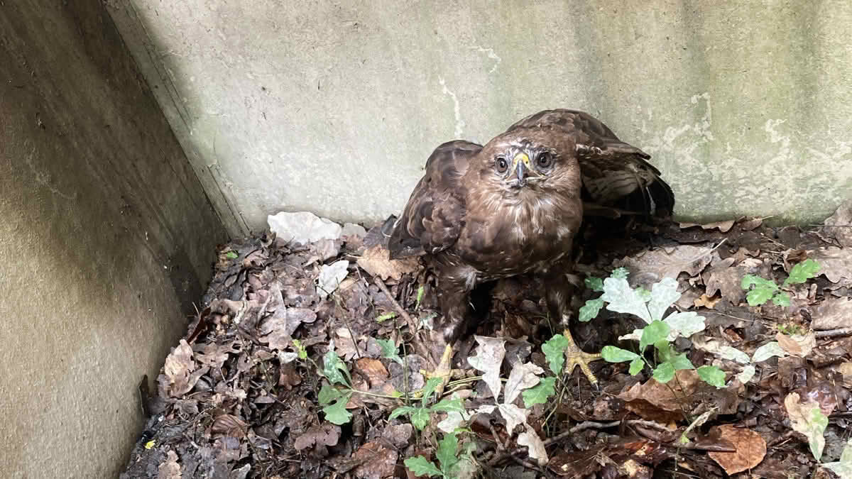 Bussard Hugo in ständigem Augenkontakt mit seinen Rettern.