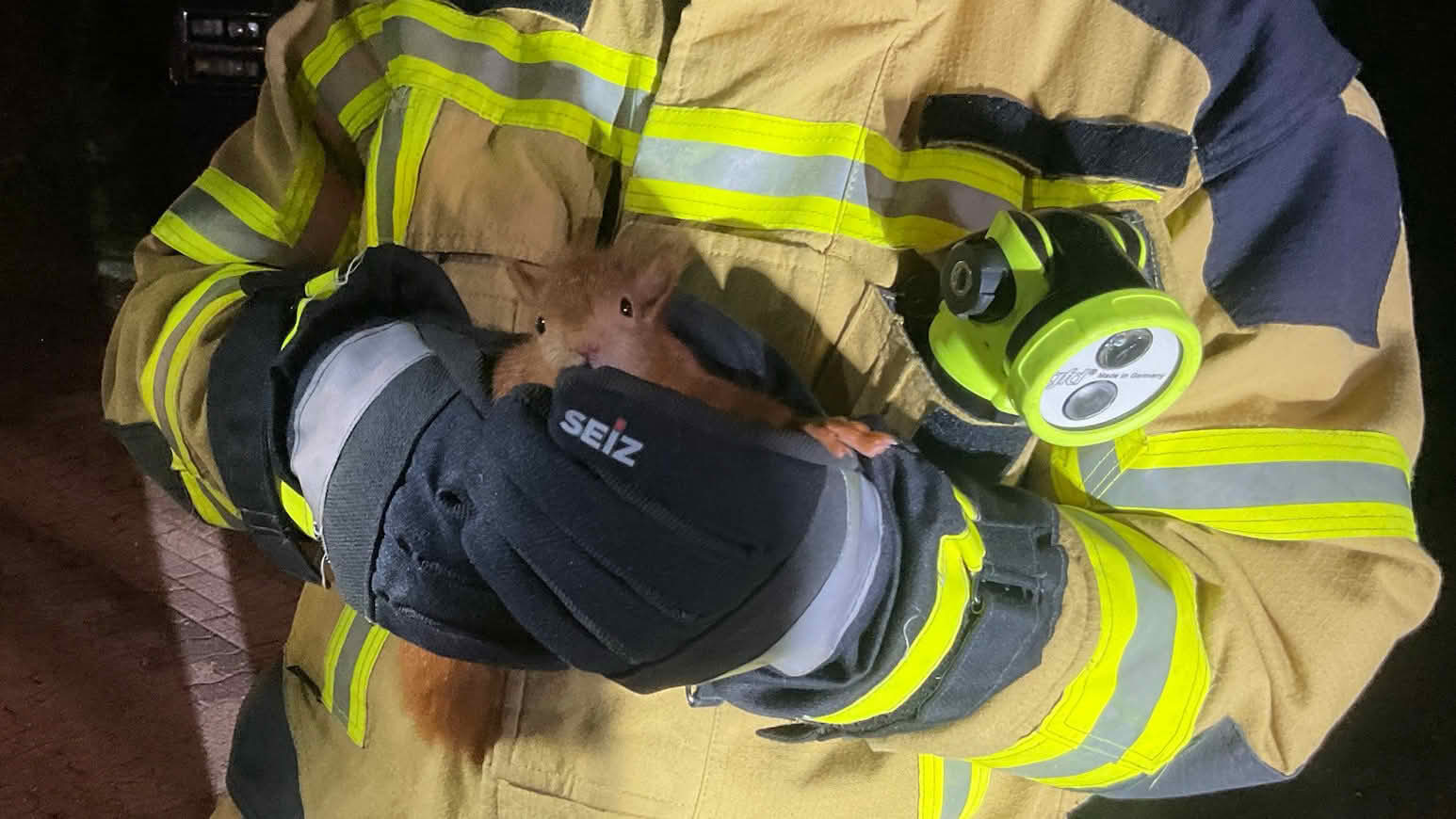 Das gerettete Eichhörnchen