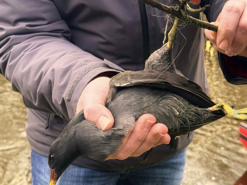 Teichhuhn aus misslicher Lage befreit