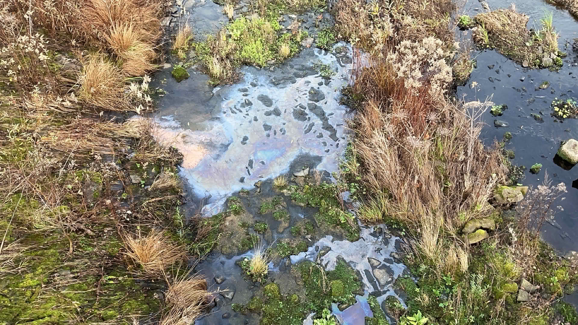 Kahmhaut – Natürliches Phänomen löst Feuerwehreinsatz aus