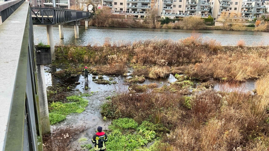 Kahmhaut - Verunreinigung auf Gewässer
