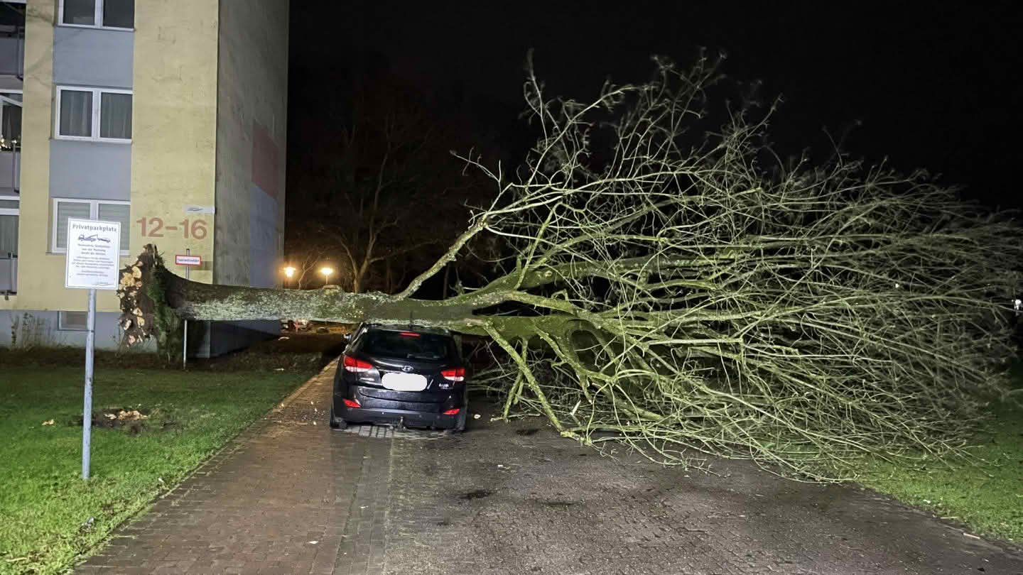 Baum auf Auto