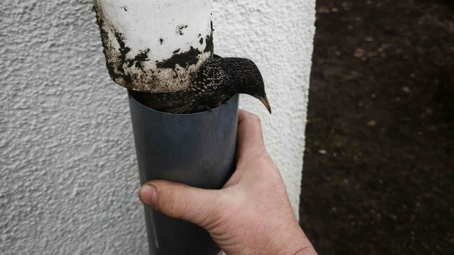 Vogel aus Regenabfluss gerettet