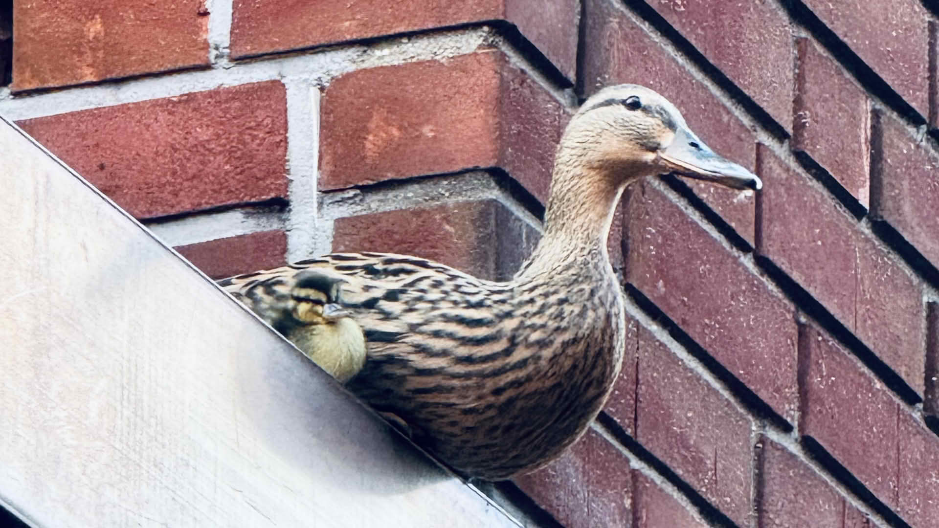 Aktuelle Feuerwehreinsätze und Berichte 1