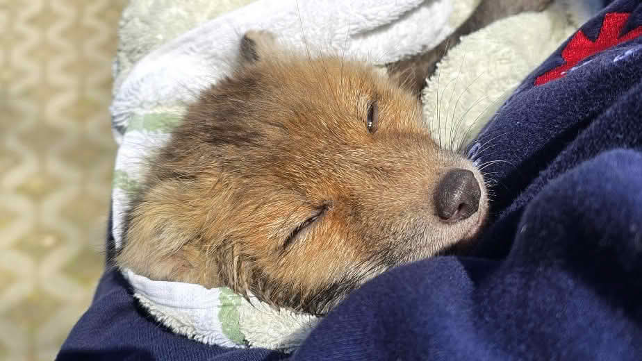 Fuchs-Rettung in Stuttgart-Hohenheim