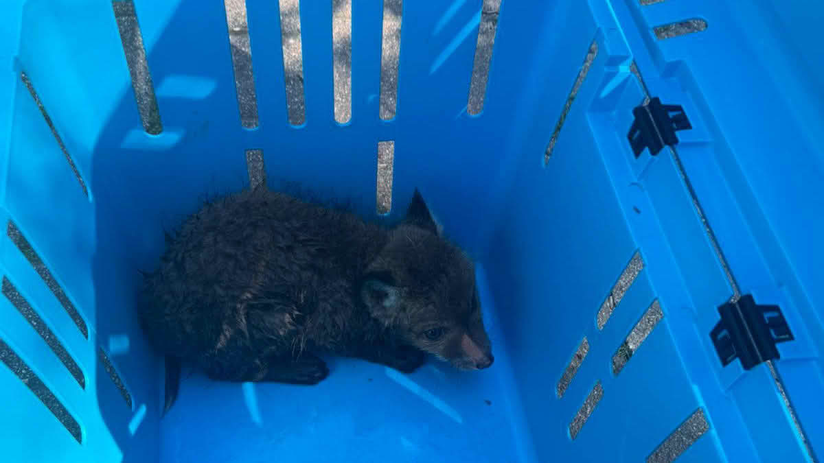 Rettung eines Fuchses durch die Feuerwehr