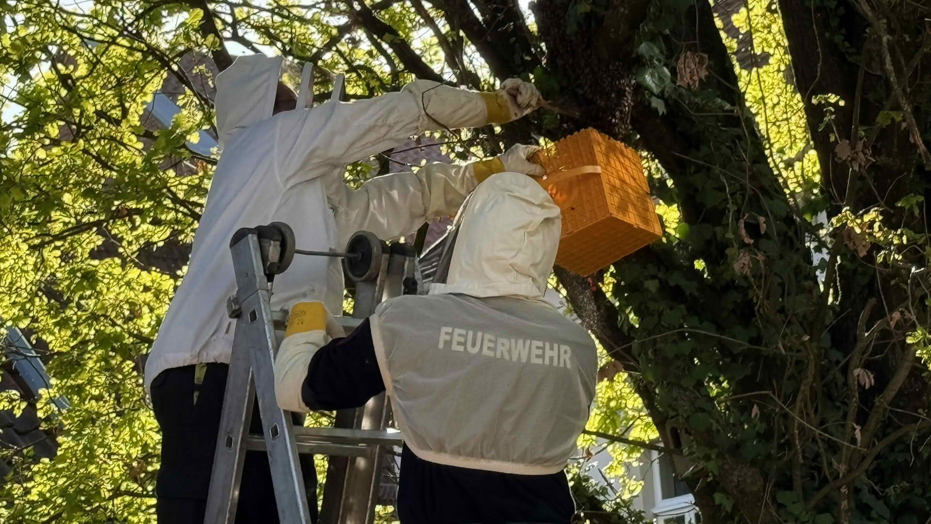 Bienenvolk auf Spielplatz umgesiedelt